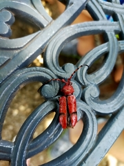 Dicelosternus corallinus