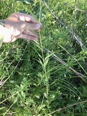 Helianthus nuttallii