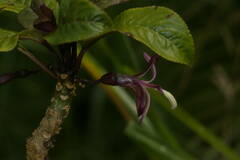 Clermontia parviflora