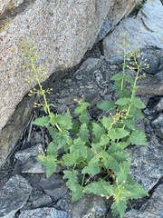 Scrophularia desertorum