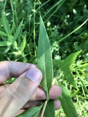 Helianthus nuttallii