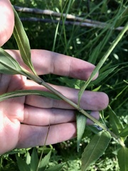 Helianthus nuttallii