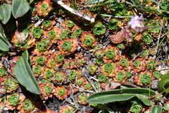 Androsace sempervivoides