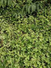 Desmodium intortum