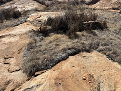 Selaginella dregei