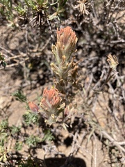 Castilleja praeterita