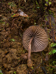 Cordisporae