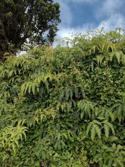 Desmodium intortum