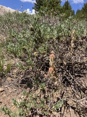 Castilleja praeterita
