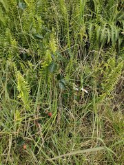 Rubus argutus