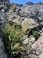 Scrophularia desertorum