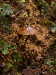 Cordisporae