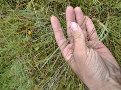 Digitaria eriostachya