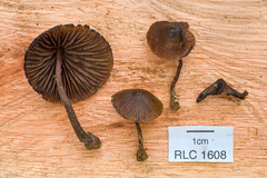Cordisporae