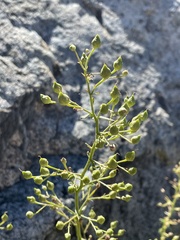 Scrophularia desertorum