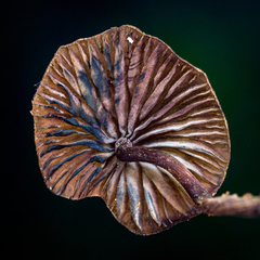 Cordisporae