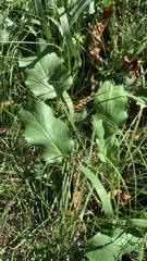 Cynoglossum officinale