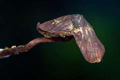 Cordisporae