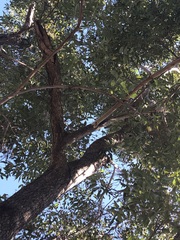 Eucalyptus cloeziana