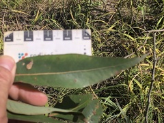 Eucalyptus cloeziana