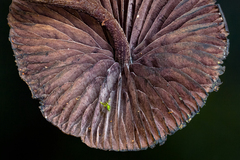 Cordisporae