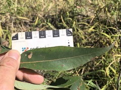 Eucalyptus cloeziana