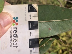 Eucalyptus cloeziana