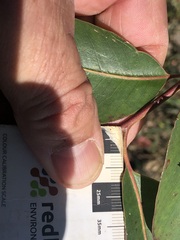 Eucalyptus cloeziana