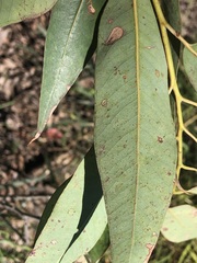 Eucalyptus cloeziana