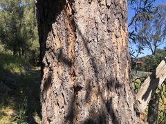 Eucalyptus cloeziana