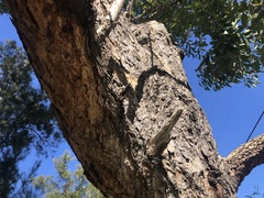 Eucalyptus cloeziana