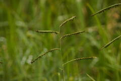 Paspalum jesuiticum