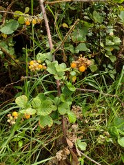 Rubus ellipticus