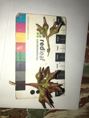 Eucalyptus longirostrata