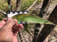 Eucalyptus longirostrata