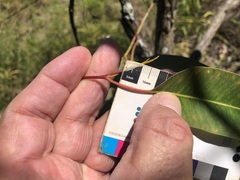 Eucalyptus longirostrata