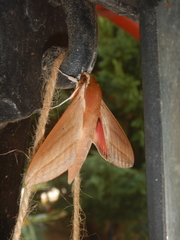 Theretra alecto