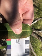 Eucalyptus longirostrata