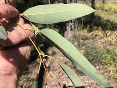 Eucalyptus longirostrata