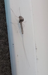 Ephemeroptera