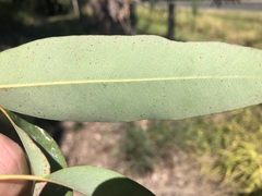 Eucalyptus longirostrata