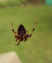 Araneidae