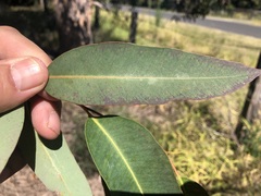 Eucalyptus longirostrata