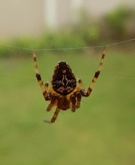 Araneidae
