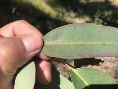Eucalyptus longirostrata