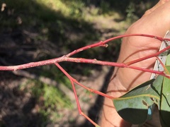 Eucalyptus longirostrata