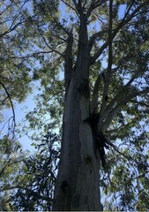 Eucalyptus longirostrata