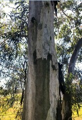 Eucalyptus longirostrata