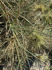 Spinifex longifolius