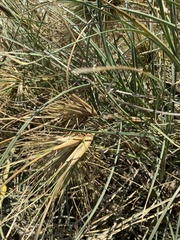 Spinifex longifolius
